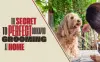 How to Groom a Cockapoo at Home to Achieve Same Results as Professionals
